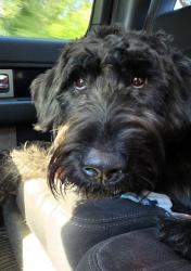 Found/Stray Male Dog last seen Galliver cutoff, Baker, FL 32531
