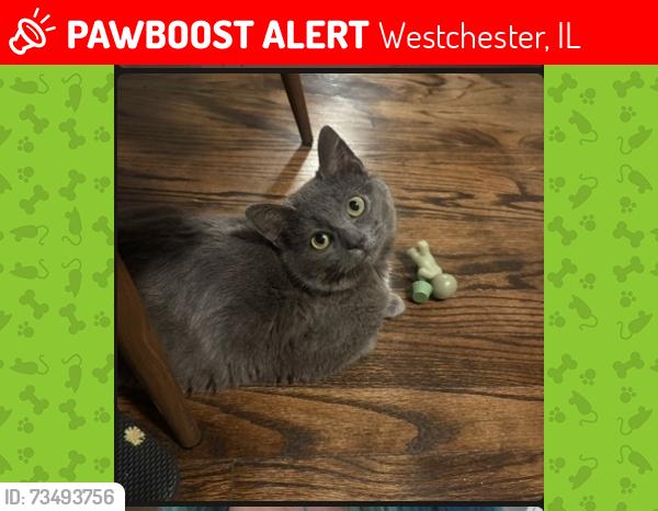 Lost Female Cat last seen Train Tracks are across the street, Westchester, IL 60154