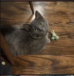 Lost Female Cat last seen Train Tracks are across the street, Westchester, IL 60154