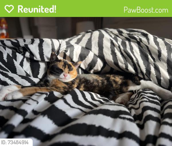 Reunited Female Cat last seen B321rp, Quinton, England B32 1RP