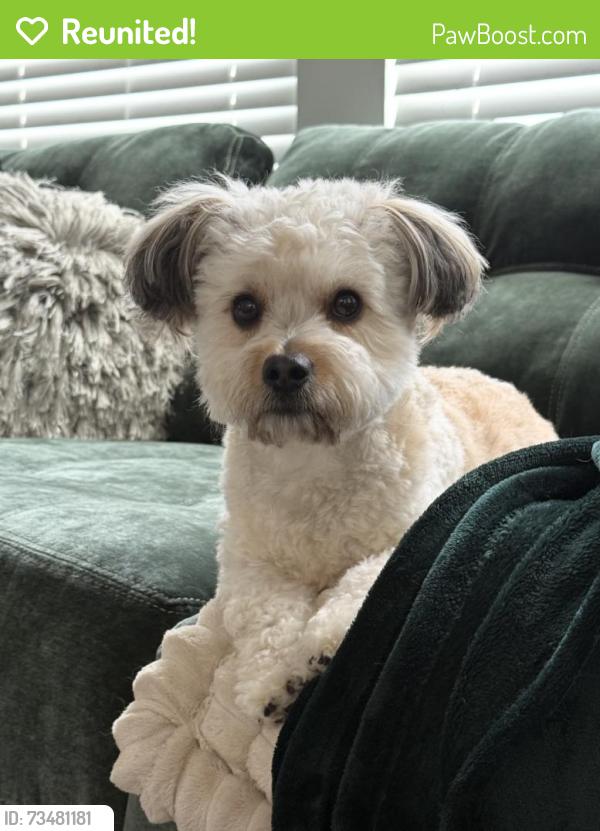 Reunited Male Dog last seen Purfoy & Angier Road, Fuquay-Varina, NC 27526