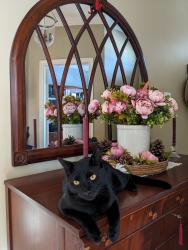 Lost Male Cat last seen Confederation Pkwy & Dufferin Hill Drive, Vaughan, Vaughan, ON L4K 5K4
