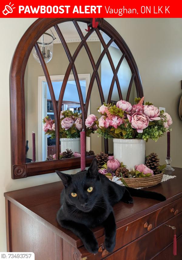 Lost Male Cat last seen Confederation Pkwy & Dufferin Hill Drive, Vaughan, Vaughan, ON L4K 5K4