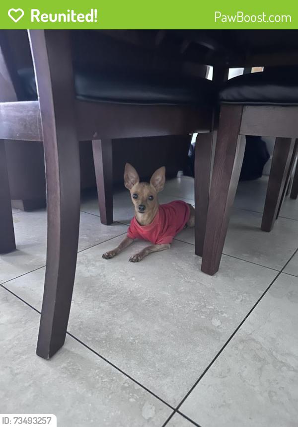 Reunited Male Dog last seen W 16th Ave & W 60th St, Hialeah, FL 33012