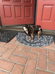 Reunited Unknown Dog last seen Near Meadow Ln, Rialto, CA 92377, USA, Rialto, CA 92377