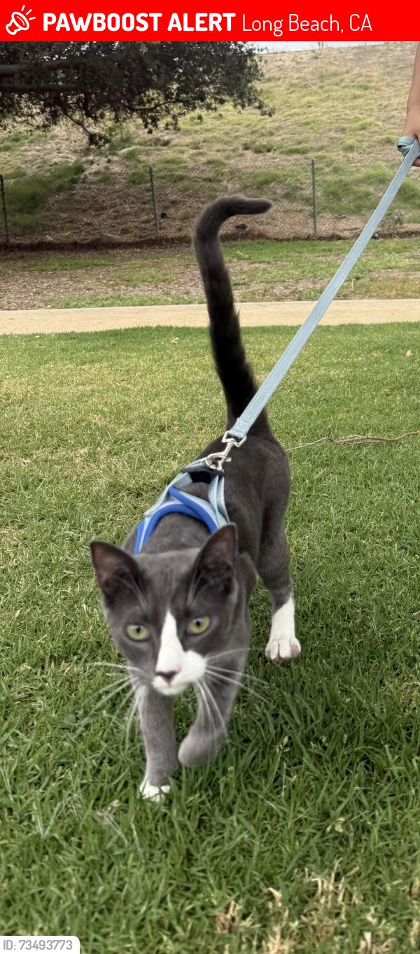 Lost Male Cat last seen San Francisco &19th st, Long Beach, CA 90806
