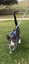 Lost Male Cat last seen San Francisco &19th st, Long Beach, CA 90806
