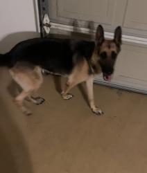 Found/Stray Female Dog last seen Chihuahua, La Quinta, CA 92253