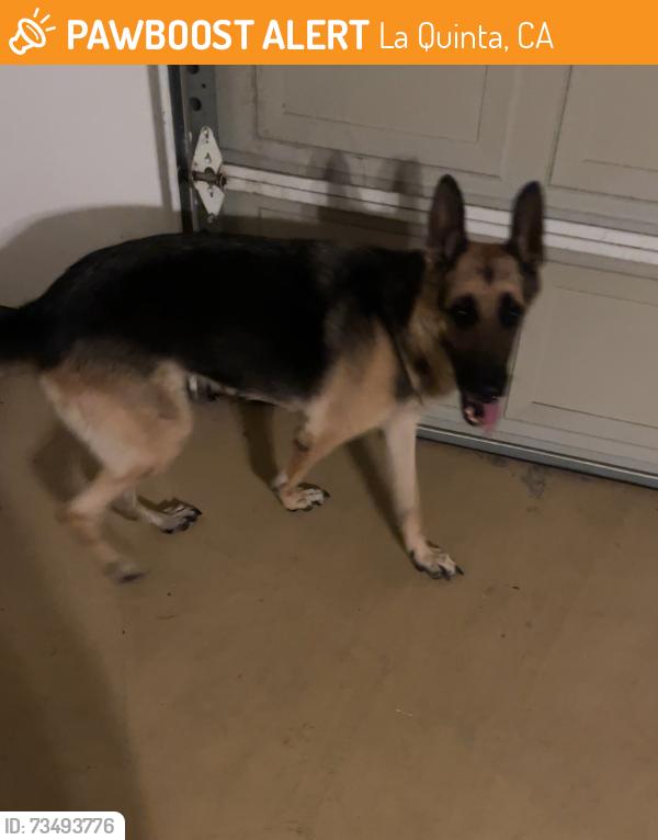 Found/Stray Female Dog last seen Chihuahua, La Quinta, CA 92253