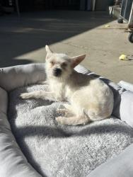 Found/Stray Female Dog last seen Pollo loco parking lot, Hayward, CA 94544