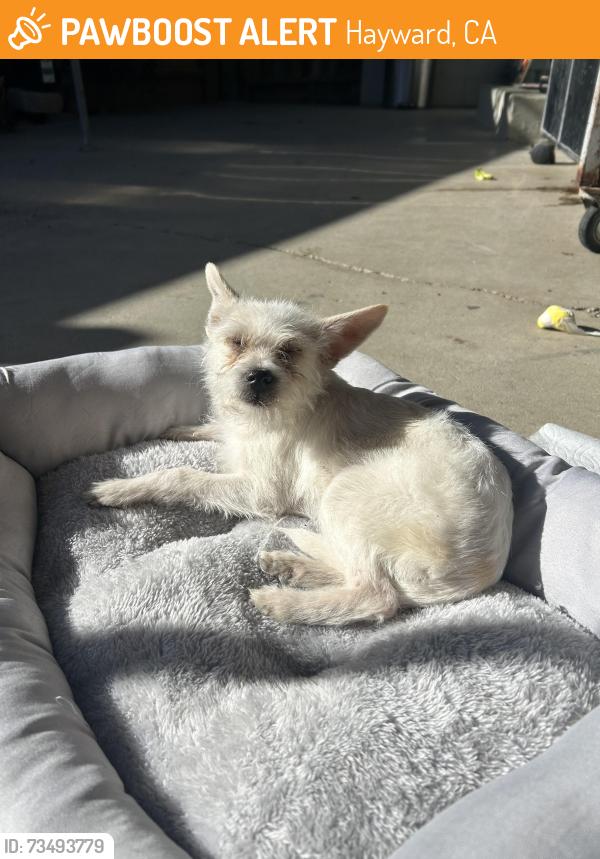 Found/Stray Female Dog last seen Pollo loco parking lot, Hayward, CA 94544