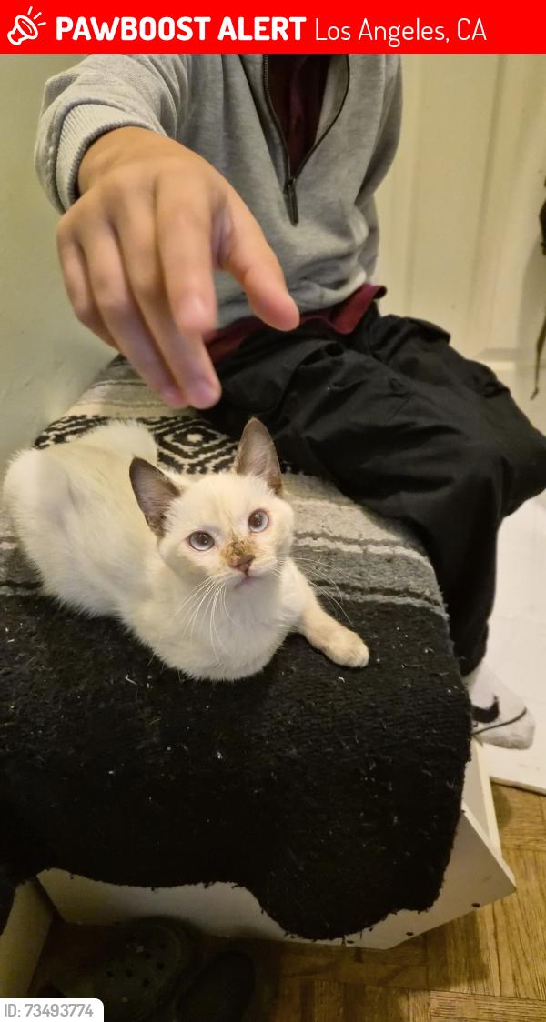 Lost Female Cat last seen Catalina street, Los Angeles, CA 90007