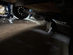 Reunited Female Cat last seen Coles Crossing Community Center/Park, Cypress, TX 77429