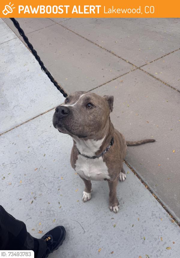 Found/Stray Male Dog last seen Arizona, Lakewood, CO 80226