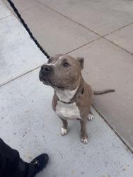 Found/Stray Male Dog last seen Arizona, Lakewood, CO 80226