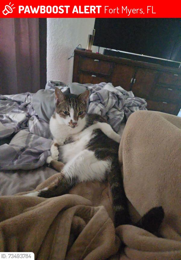 Lost Male Cat last seen Three Oaks Blvd and Alico Rd, Fort Myers, FL 33967