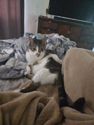 Lost Male Cat last seen Three Oaks Blvd and Alico Rd, Fort Myers, FL 33967