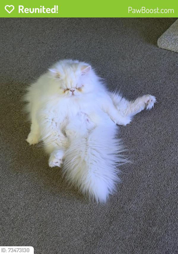 Reunited Male Cat last seen Bedford Euless Road, North Richland Hills, TX 76180