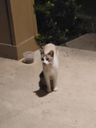 Found/Stray Unknown Cat last seen Roman Forest Blvd, New Caney, TX 77357