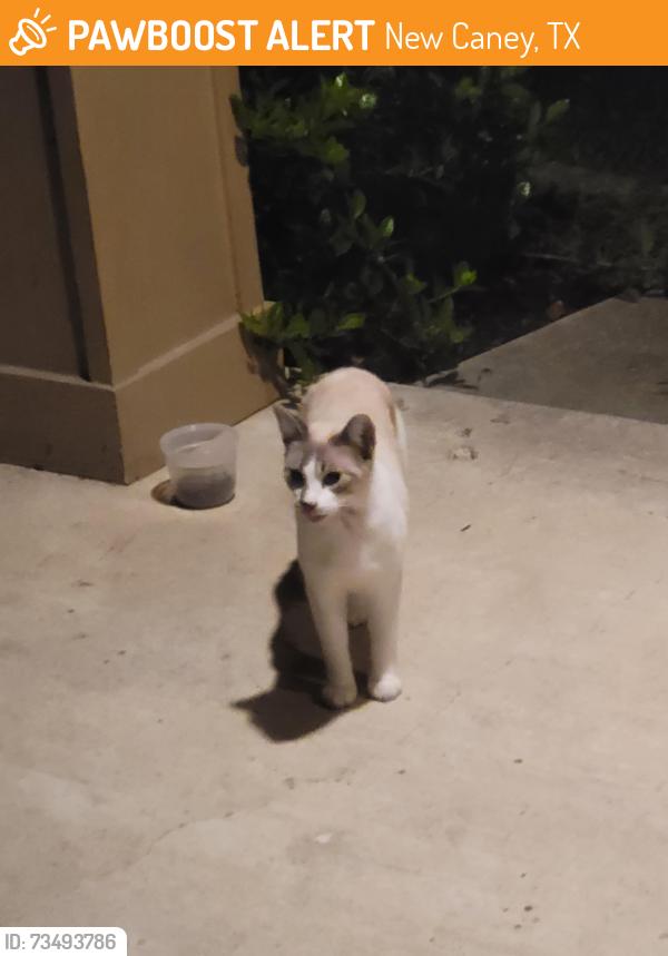 Found/Stray Unknown Cat last seen Roman Forest Blvd, New Caney, TX 77357