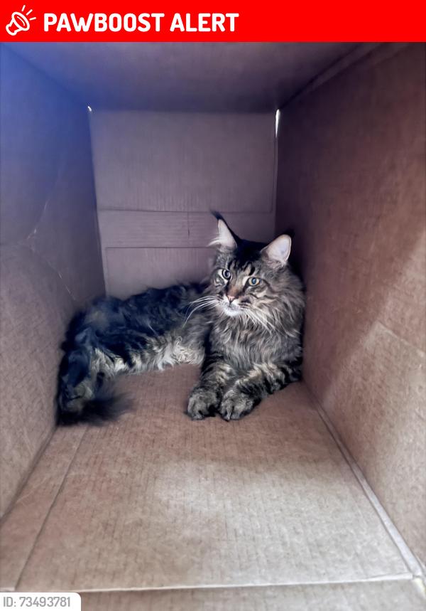 Lost Male Cat last seen Saint Edward court , Wilmington DE 19808, New Castle County, DE 19808