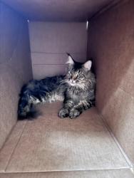 Lost Male Cat last seen Saint Edward court , Wilmington DE 19808, New Castle County, DE 19808