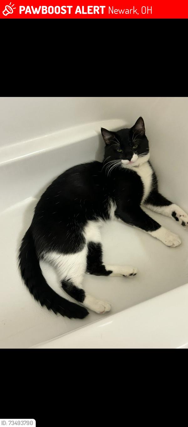 Lost Male Cat last seen Newark, Newark, OH 43055