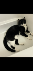 Lost Male Cat last seen Newark, Newark, OH 43055