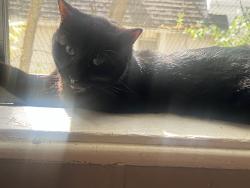 Reunited Male Cat last seen Como, Minneapolis, MN 55414
