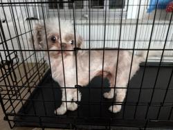 Reunited Male Dog last seen Near Oak Shores Dr., Niceville, FL 32578