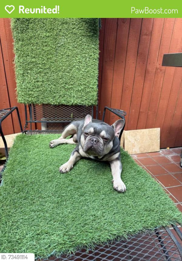 Reunited Male Dog last seen Near NW 7th st apt 2, Miami, FL 33172