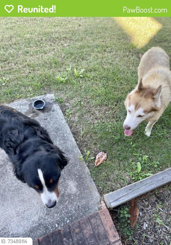 Reunited Unknown Dog last seen Rainwater Dr, Ringgold, GA 30736, USA, Ringgold, GA 30736