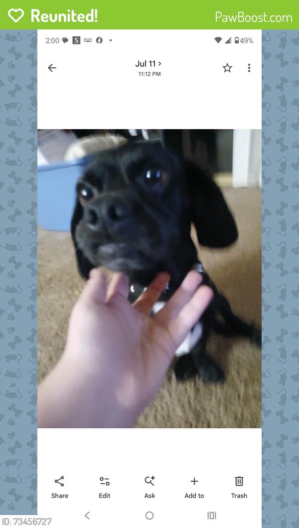Reunited Male Dog last seen Near Ramsgate Ct, Winston-Salem, NC 27106