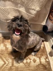 Reunited Female Dog last seen Airport car rental area, Euless, TX 75261