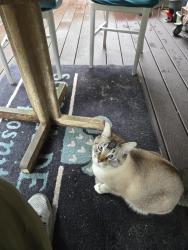 Lost Male Cat last seen Hallstrom and 9th avenue, Maplewood, WA 98332