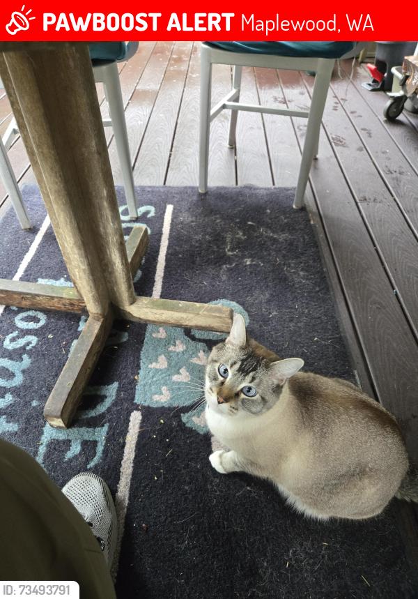 Lost Male Cat last seen Hallstrom and 9th avenue, Maplewood, WA 98332