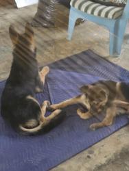 Found/Stray Female Dog last seen Bill Avery rd hwy 55 hwy 27, Coats, NC 27521