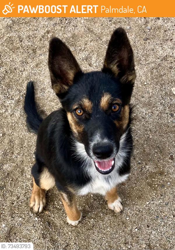 Found/Stray Female Dog last seen Pearblossom Highway and Fort Tejon Road, Palmdale, CA 93552