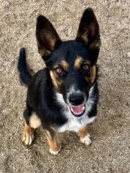Found/Stray Female Dog last seen Pearblossom Highway and Fort Tejon Road, Palmdale, CA 93552