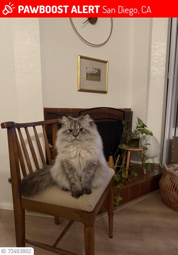 Lost Male Cat last seen Caminito Carlotta St, San Diego, CA 92120