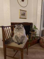 Lost Male Cat last seen Caminito Carlotta St, San Diego, CA 92120