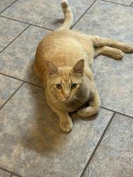 Lost Male Cat last seen Near Allred Dr, Austin, TX 78748