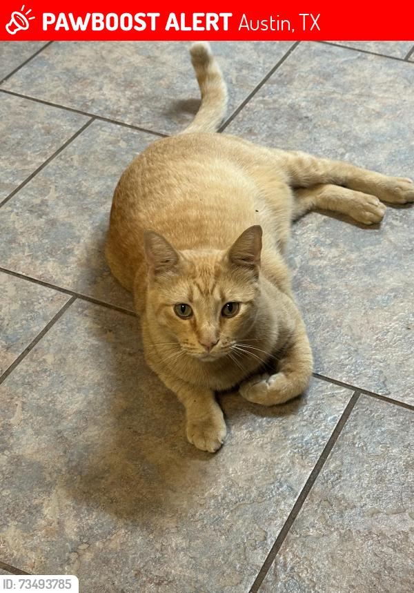 Lost Male Cat last seen Near Allred Dr, Austin, TX 78748