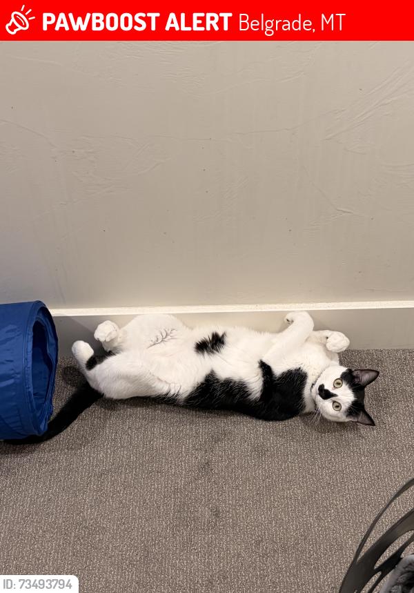 Lost Male Cat last seen Glider ln., Belgrade, MT 59714