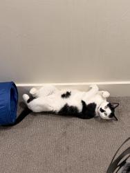 Lost Male Cat last seen Glider ln., Belgrade, MT 59714