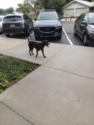 Found/Stray Male Dog last seen Martin Luther king blvd, Kissimmee, FL 34741