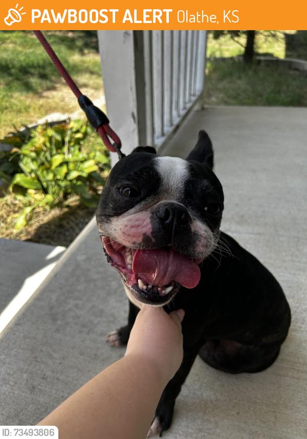 Found/Stray Unknown Dog last seen W poplar street and prairie ct, Olathe, KS 66061
