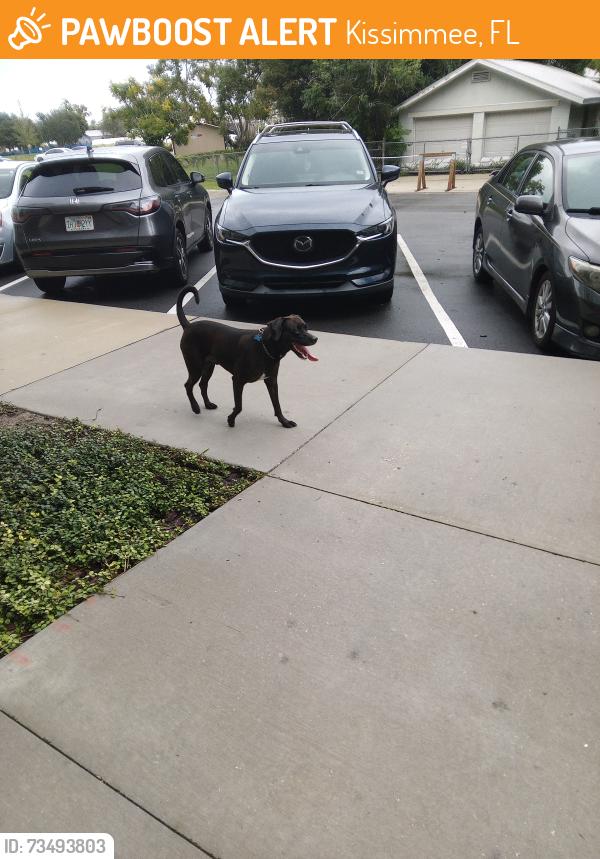 Found/Stray Male Dog last seen Martin Luther king blvd, Kissimmee, FL 34741