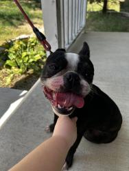 Found/Stray Unknown Dog last seen W poplar street and prairie ct, Olathe, KS 66061