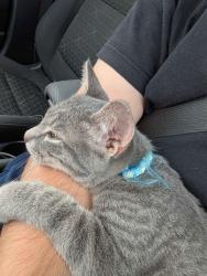 Reunited Male Cat last seen Speedway across from bell tower, London, OH 43140